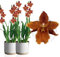 Echte Wilsonara Inferno Orchideen. 2 große Zimmerpflanzen aus Holland. 30-40 cm hoch mit Blüten und leicht duftend.(keine künstliche Orchidee, ohne Dünger und Topf, kein Samen und nicht winterhart)
