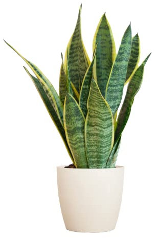 BloomPost Sansevieria TRIF, Futura Superba— 25-35 cm + Fibet-Topf, weiß — Zimmerpflanze — pflegeleichter Zimmerpflanze — einfach zu züchtende Heimbüropflanzen — ideal für saubere Luft