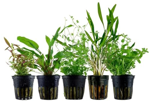 AquaOne Aquarium Pflanzen 5X Wasserpflanzen Mittelgrund Aquarienpflanzen | Cryptocoryne Bacopa Limnophila Hydrocotyle