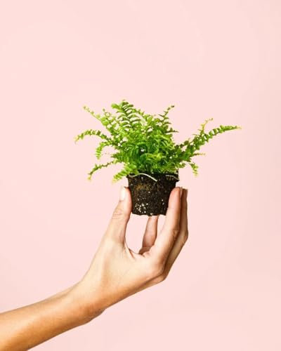 Helecho Mini | Plantas Naturales Interior | Pur Plant
