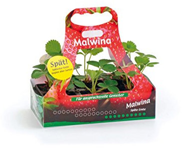Erdbeerpflanze Malwina feste sehr geschmackvolle Erdbeere späteste und robuste Sorte mit hohem Ertrag 6er Tray