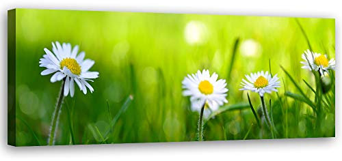 Feeby Bild auf Leinwand Natur Kunstdruck modern Gänseblümchen Grün 120x40 cm