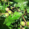 Aamish 10 pezzi di semi di quercia rossa