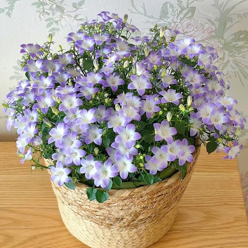 450 Pcs Glockenblume Pflanze Samen - Campanula Medium - Blumensamen Mehrjährig Winterhart, Balkonpflanzen Winterhart Glockenblume Samen, Topfpflanzen Draußen Winterhart, Frühlingsblumen