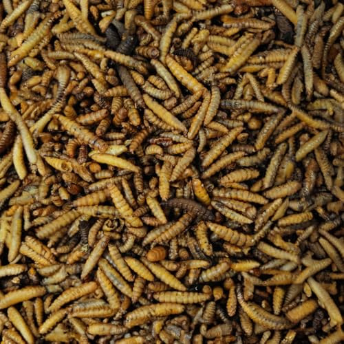 Soldatenfliegenlarven getrocknet (Hermetia illucens), für Vögel, Hühner, Igel, Reptilien, Fische (10 kg)