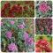 350 pcs Spornblume Staude Samen, pflanzensamen büropflanzen Centranthus ruber, garten hochbeet saatgut kräutergarten indoor exotische pflanzen kräuterbeet indoor bio samen hochbeett