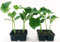 POWERS TO FLOWERS - ZUCCA LUNGA VIOLINA, 8 PIANTE BIO, Piante vere