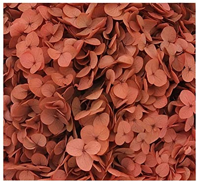 Fleurs séchées vintage orange dégradées - Petites feuilles - Décoration préservée pour loisirs créatifs - Fleurs pressées pour bougies, loisirs créatifs, cartes