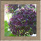 Hortensie Blumensamen, Topf Bonsai Balkon Hortensie 24 Farben zur Auswahl, die gesamte Palette von 20 Samen/Packung : Seeds Only