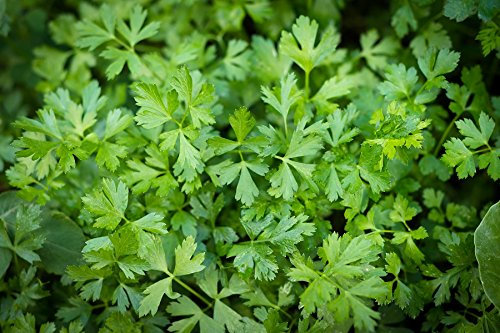 Prezzemolo a foglia - mix di varieta - SEMI COATED - semi