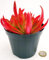 POWERS TO FLOWERS - PIANTA GRASSA, ECHEVERIA ROSSA NATURALE VULCANO VASO 11CM DIAMETRO, pianta vera