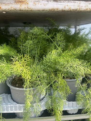 Wilder Fenchel Topf 12 cm Pflanze Vera Terre di Romagna Made in Italy hochwertige Düfte und Aromen mit Liebe gemacht