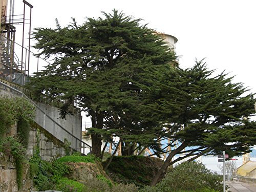 30 semi - Monterey Cypress, Cupressus macrocarpa, semi di albero (Evergreen, Bonsai, Potato)