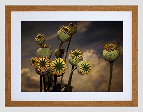 Wee Blue Coo PHOTO COMPOSITION POPPY BUDS BURSTING POINT OPIUM FRAMED ART PRINT B12X13076