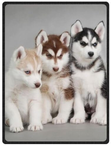 YISUMEI - 150 x 200 cm Decke - Siberian Husky Puppies Dogs Haustiere Fleecedecke,Kaschmir-Gefühl Kuscheldecke Geeignet für Bett oder Sofa