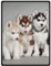 YISUMEI - 150 x 200 cm Decke - Siberian Husky Puppies Dogs Haustiere Fleecedecke,Kaschmir-Gefühl Kuscheldecke Geeignet für Bett oder Sofa