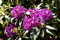 Rhododendron Hybr. 'Marcel Menard' 40-50 cm - Rhododendron, violette Blüten, Blütezeit Mai-Juni, ideal für Halbschatten, immergrün, winterhart