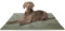 Knuffelwuff Hundedecke Timor 100x70cm Khaki - Bequeme und Pflegeleichte Liegedecke aus weichem Cord - waschbar - für große, mittelgroße und kleine Hunde