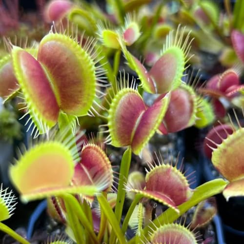 venusfliegenfalle, bio, exotische winterhart, garten hochbeet zimmer, extrem 300samen