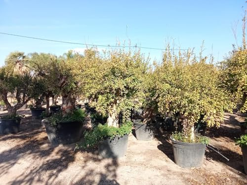 Sunny Tree Grenadier XXL 250 cm – Punica granatum, arbre fruitier de 70 ans, rustique, arbre méditerranéen XXL pour le jardin, la terrasse et le balcon, fruits comestibles