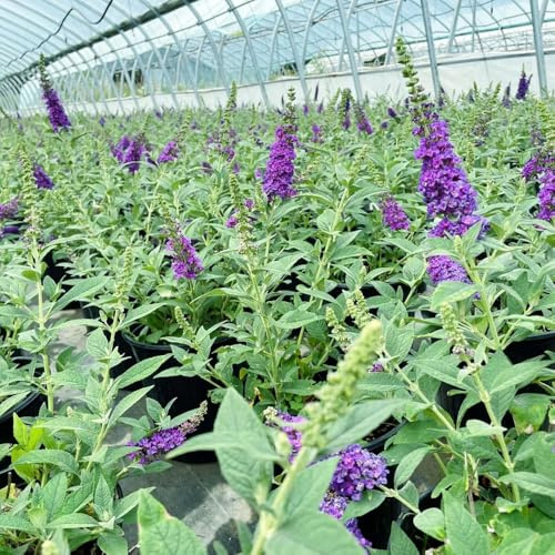 Schmetterlingsflieder, Buddleja davidii, garten blühende sträucher winterhart für sonnige plätze wildblumensamen schnell wachsende sträucher 550Samen