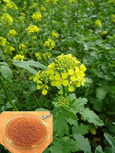 LanDixx Senf Gelbsenf Weißer Senf Speise-Senf Saatgut 5 kg