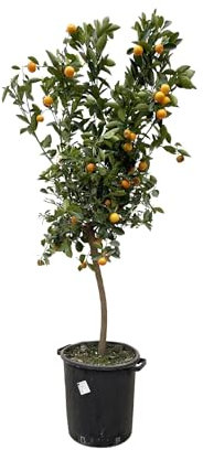 NatureNest, Orangenbaum, Citrus Calamondin, 1 Stück, 140, 150cm, Zitrusbaum, Obstbaum