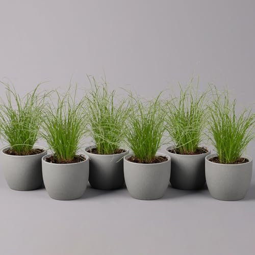 Katzengras ungespritzt, Topf-Ø 12 cm, 6er-Set
