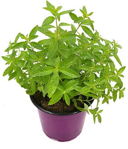 Hierba Luisa Planta Aromática Hierbaluisa Cedrón Aloysia Citrodora Planta de Exterior