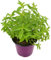 Hierba Luisa Planta Aromática Hierbaluisa Cedrón Aloysia Citrodora Planta de Exterior