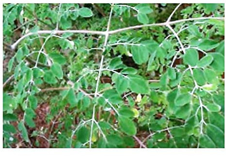 Stk - 5x Moringa pterygosperma Wunder Mehrzweck Baum Pflanzen - Samen B1798 - Seeds & Plants Shop by Ipsa