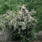 Duftender Bauernjasmin - Pfeifenstrauch Philadelphus coronarius sehr winterhart stark duftend weiße Blüte (3 Liter Topf 60-80cm)