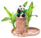Brasilianische Holzpflanze, Brasilianisches Glücksholz, Lucky Wood Pflanze, Terrarium Glücksholz, Lucky Brasilien Holz Topfpflanze, Brasilien Holz Mit 2 Nährstofflösungen UND Mönchsstatuen