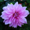 Dahlienknolle : Dahlia - Deko Dahlien  Labyrinth Twotone  1 Knolle/Rhizom
