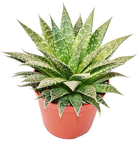 Exotenherz - Aloe arristata - große Pflanze im 12cm Topf