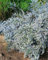 Aster ericoides 'Erlkönig' ca. 9x9 cm Topf - Heideaster, weiße Blüten, Blütezeit September-Oktober, ideal für Rabatten, bienenfreundlich, pflegeleicht