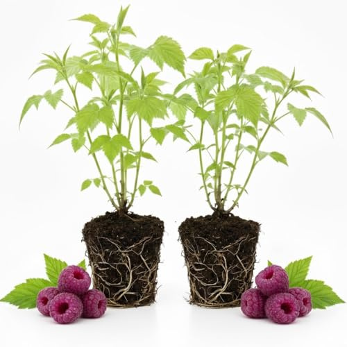 2 Glencoe Raspberry Live Plants, Well-Rooted Berry Plant, 5-8 Inch Tall