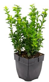 Buxus Sempervirens Natural Arbusto Resistente para el Jardín