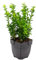 Buxus Sempervirens Natural Arbusto Resistente para el Jardín