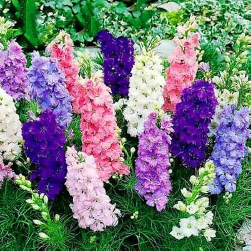 Buy4seeds Rocket Larkspur Imperial Mix - 300 Seeds - Delphinium consolida - Flower