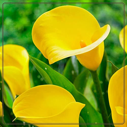 Lirio de Cala Bulbos mezclados de azafrán listos para plantar - Calla lily Bulbs Mixed Crocus Bulbs Ready to Plant cala lirio de agua-2 Bulbos,A