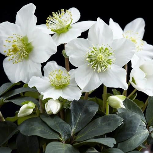 Plant Theory Christmas Rose Hellebore Perennials Flowering Plants Helleborus Niger 2L Pot