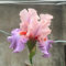 10 pcs Zwiebeln-'iris', gartenpflanzen hochbeete für garten schwertlilien kaufen, gartenpflanzen winterhart mehrjährig garten geschenk zimmerpflanzen pflanzen für sonnige plätze pflanzen