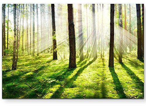 Paul Sinus Art Leinwandbilder | Bilder Leinwand 120x80cm Sonnenstrahlen im Wald