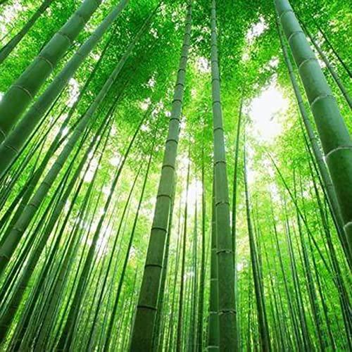 Saterkali Semi di bambù, 200 pezzi di semi di bambù, semi di giardino freschi giganti ornamentali naturali per il parco Semi Di Bambù