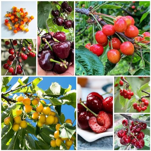120 pcs kirschbaum samen, balkonpflanzen winterhart, geschenk garten (Prunus avium) mini gewächshaus fensterbank, garden zimmergewächshaus anzucht, balkongewächshäuser säulenobst, geschenke