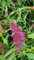 Buddleia davidii BUZZ 'Magenta'® / Arbre aux papillons nain/Conteneur de 3 à 4 litres