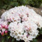 Rhododendron yak. Edelweiß Alpenrose 30-40cm im Topf gewachsen
