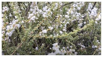 Pcs - 10x Eriocephalus Africanus Africain Romarin Jardin Plantes - Graines B746 - Seeds & Plants Shop by Ipsa