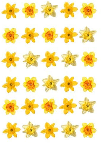 30 x Daffodils Edible Rice Wafer Paper Cupcake Toppers Cake Decorations Flowers Daffodil heads Spring Easter Birthday Baby shower wedding